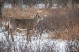 cerf-de-virginie_02I7294-