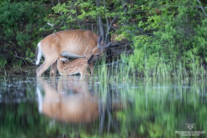 cerf-de-virginie_02I8262-