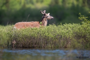 cerf-de-virginie_02I8656-