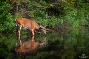 cerf-de-virginie_DXP1011-