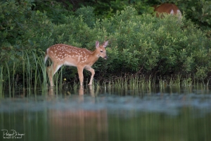 cerf-de-virginie_DXP7844-