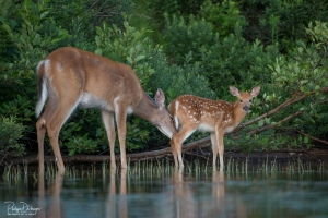 cerf-de-virginie_DXP7890-