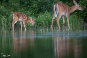 cerf-de-virginie_DXP7912-