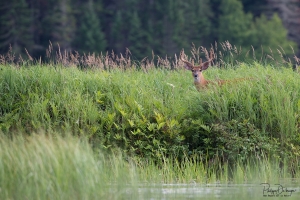 cerf-de-virginie_DXP8156-