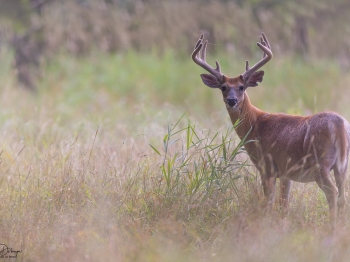 5PH5915-Modifier-copie-2