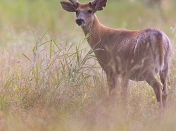 5PH5968-Modifier-copie-2