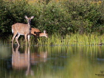 cerf-de-virginie_02I0692-