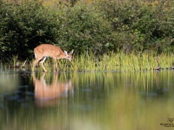 cerf-de-virginie_02I0718-