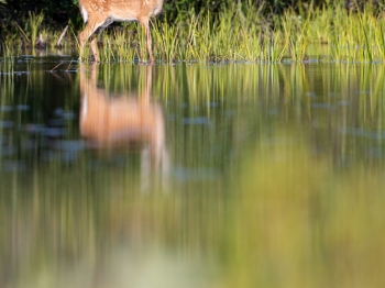 cerf-de-virginie_02I0732-