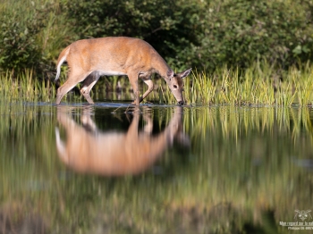 cerf-de-virginie_02I0768-Modifier-copie