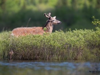 cerf-de-virginie_02I8656-