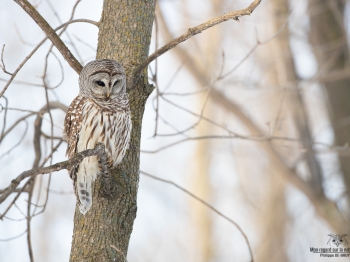 02I0456-Chouette Rayée