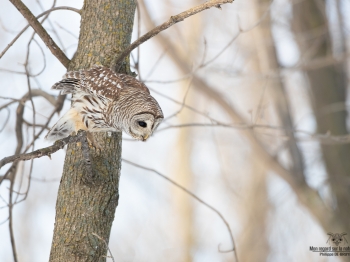 02I0458-Chouette Rayée
