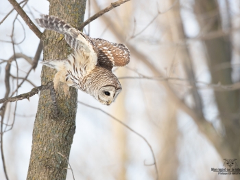 02I0459-Chouette Rayée