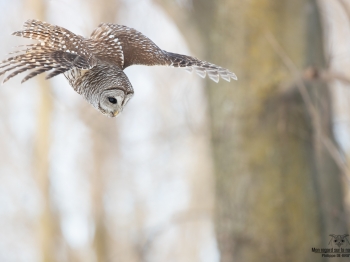 02I0462Chouette Rayée