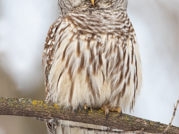 02I0661-Chouette Rayée