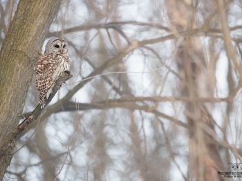 02I0723-Chouette Rayée