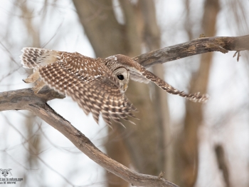 02I0759Chouette Rayée