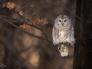 5TN9203-Modifier-copie-2