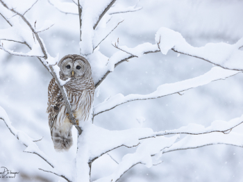 5TN9752-Modifier-copie-2