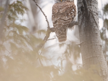 DB_7685-Modifier-copie