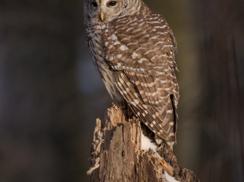 DXP5046-Modifier-copie