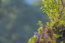 C'est beau l'amour des chouettes Mr prend soin de Mme
