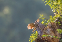 C'est beau l'amour des chouettes Mr prend soin de Mme
