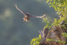 C'est beau l'amour des chouettes Mr prend soin de Mme