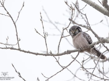Chouette épervière (5)