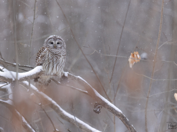 1_N231048-Modifier-copie-2