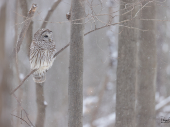 1_N231693-Modifier-copie-2