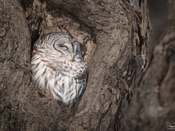 DB_6521-Modifier-Modifier-copie