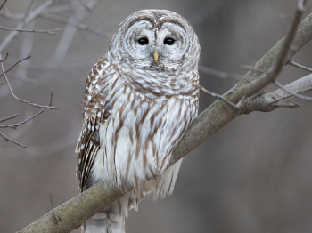 5TN8608-Modifier-copie-2