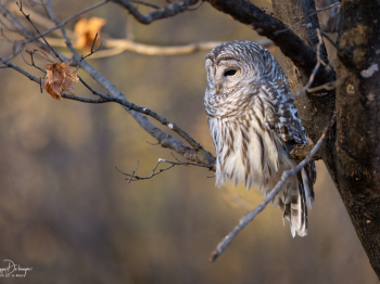 5TN9434-Modifier-copie-2