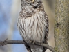 Chouette Rayée (20)