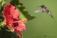 Colibris (1)