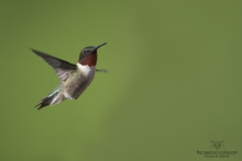 Colibris (10)