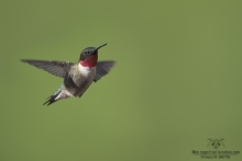 Colibris (11)