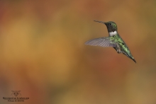 Colibris (12)