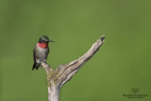 Colibris (13)