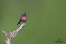 Colibris (14)