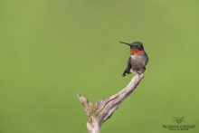 Colibris (15)