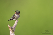 Colibris (16)