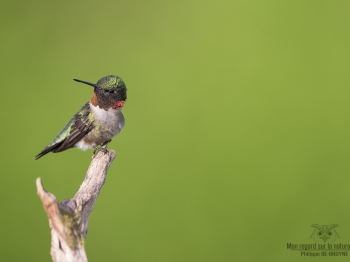Colibris (16)