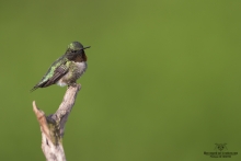 Colibris (17)