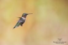 Colibris (19)