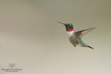 Colibris (2)