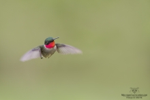 Colibris (20)