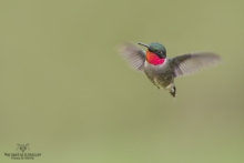 Colibris (21)